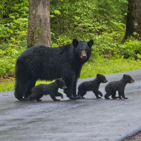 Papa Bear, Hot Tub, Wifi, 1089 Free Tickets Each Paid Day, Dollywood And More เซอเวียร์วีล ภายนอก รูปภาพ