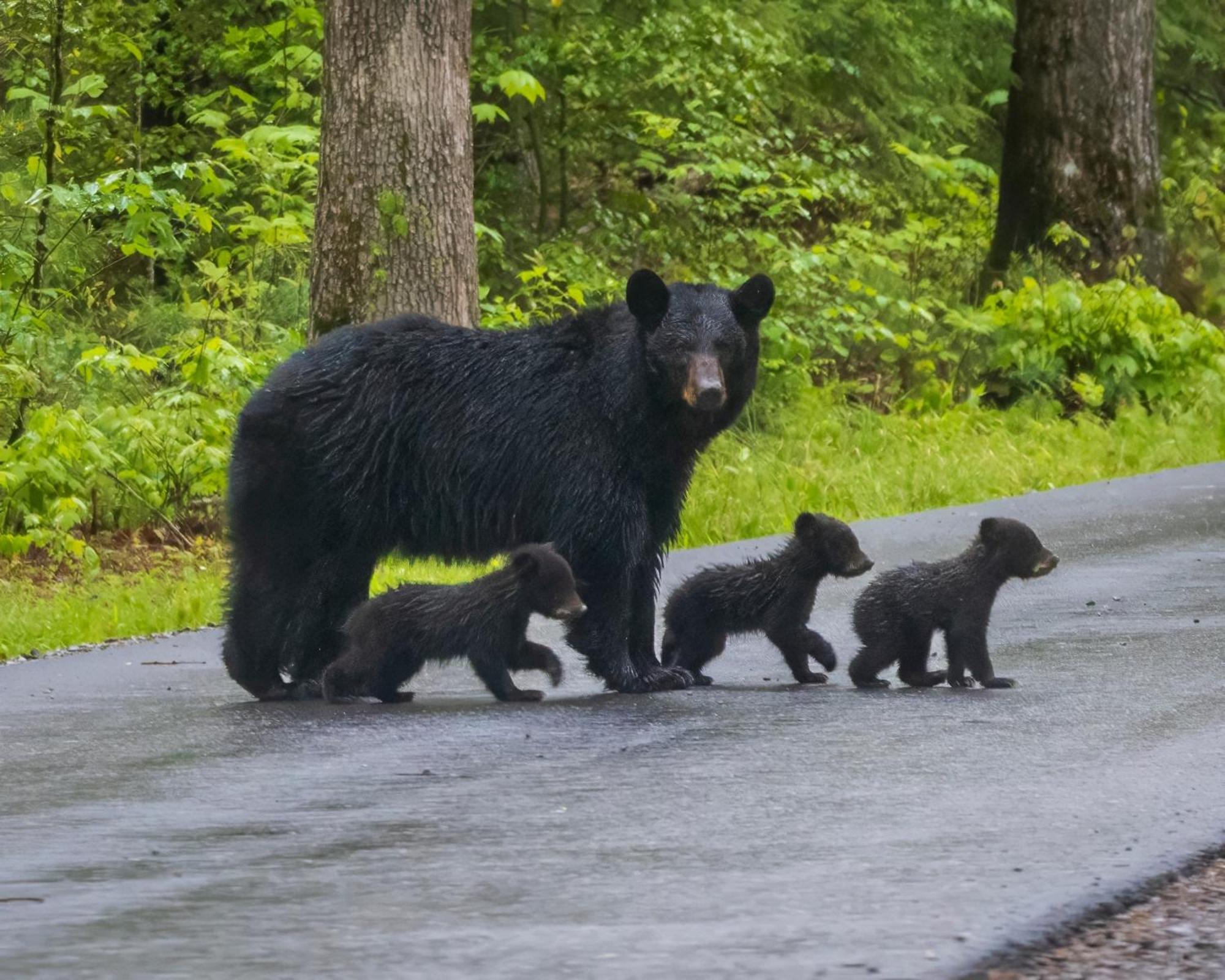 Papa Bear, Hot Tub, Wifi, 1089 Free Tickets Each Paid Day, Dollywood And More เซอเวียร์วีล ภายนอก รูปภาพ